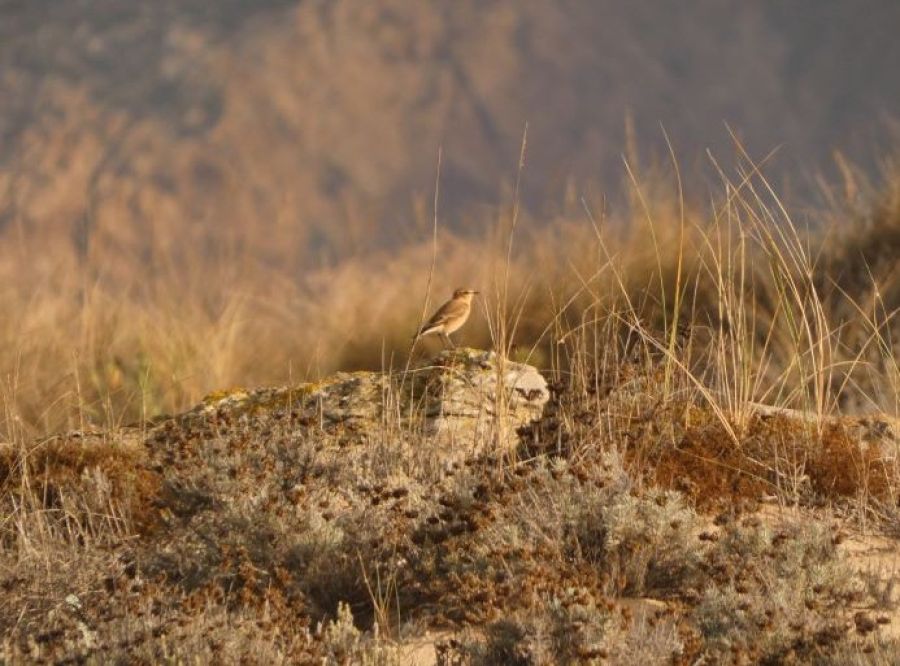 Passeio de Observação de Aves Migratórias no Cabo Raso