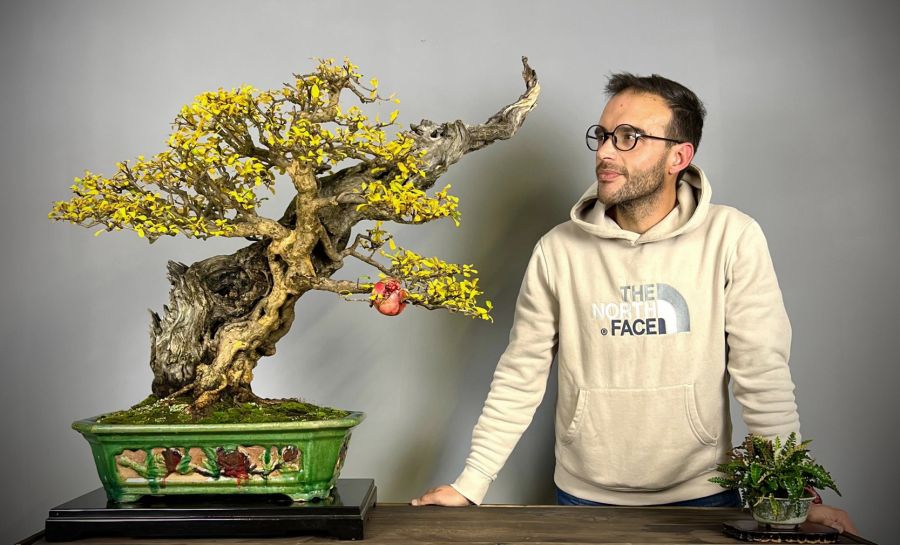 APRENDA A ARTE BONSAI