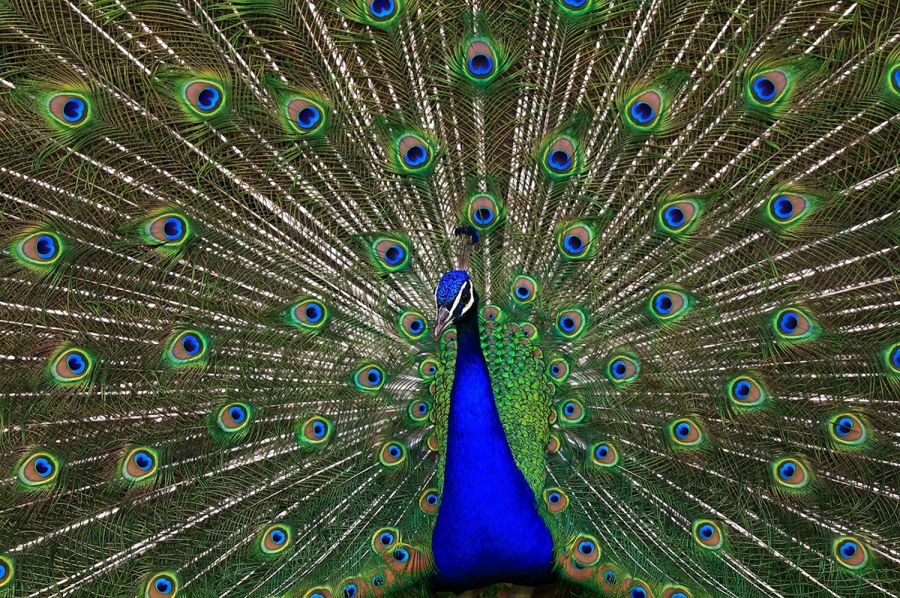 Oficina • Vamos pavonear-nos – Carnaval 2026