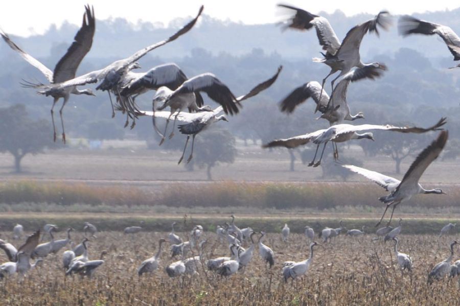 GRULLAS Y OTRAS AVES DEL FRÍO