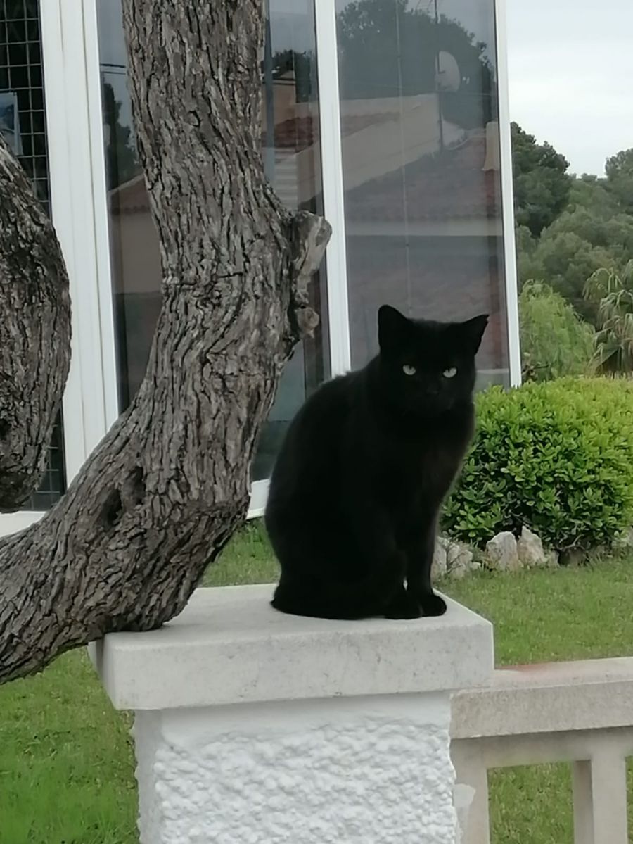 Tu desarrollo personal a través de los animales