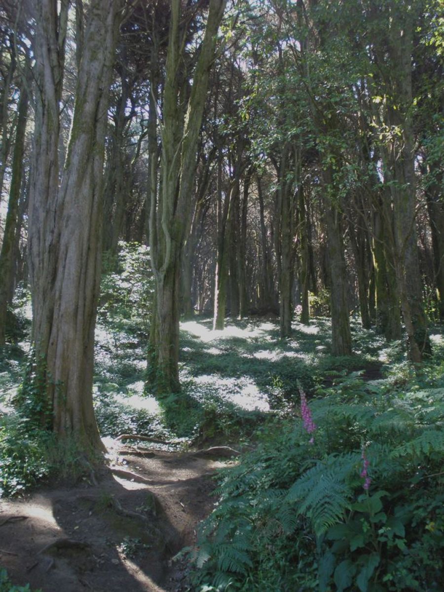 Uma linda floresta encantada de conto de fadas com grandes árvores
