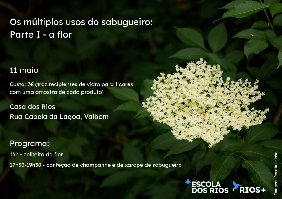 Os múltiplos usos do sabugueiro: Parte I - flor