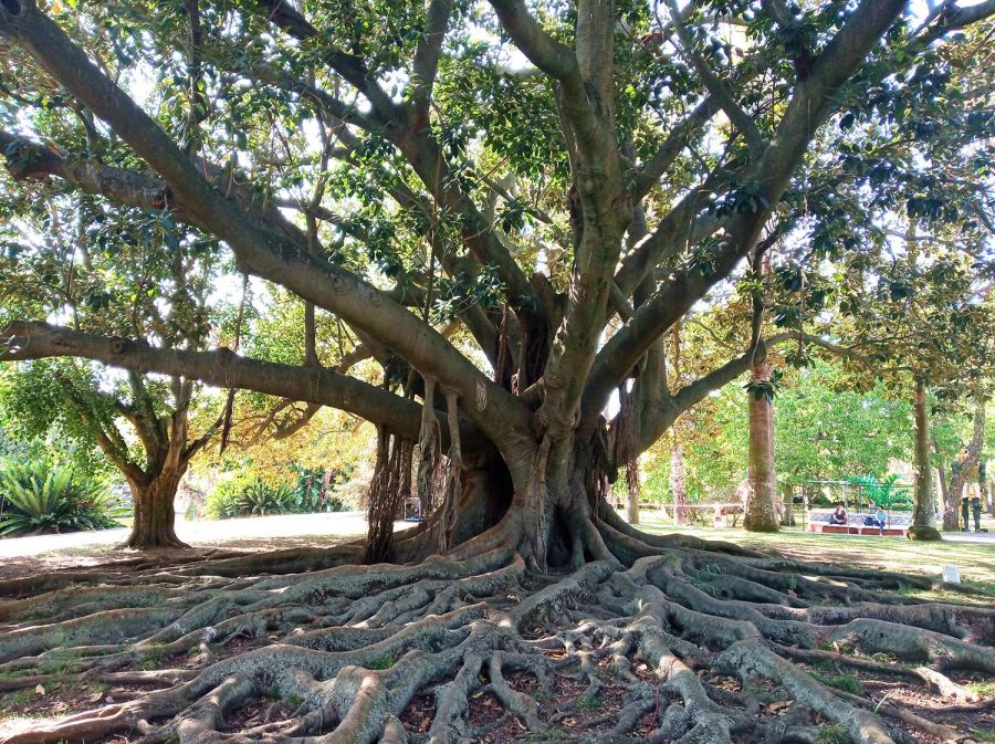Histórias das Árvores do Jardim Botânico Tropical