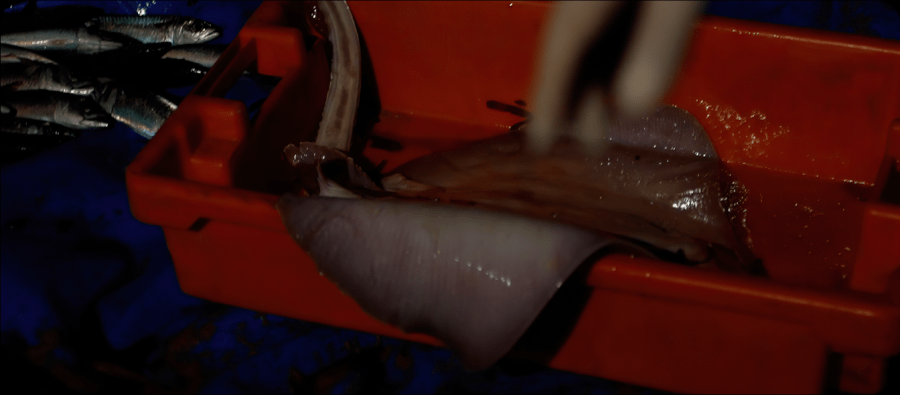 'Terra Ferma - Terra Firme' de Matilde Sambo