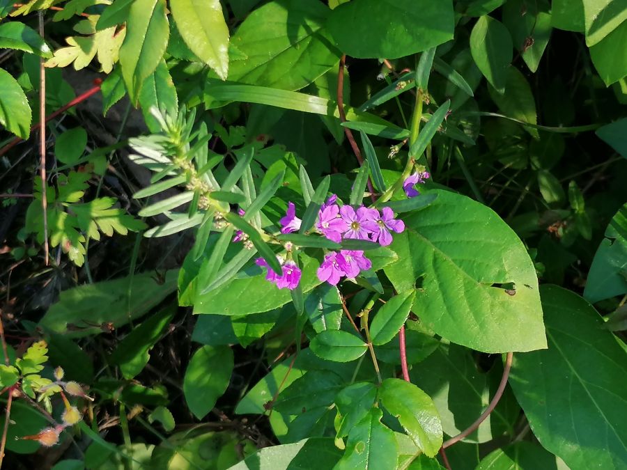 As Plantas Silvestres Comestíveis e as outras da Quinta da Ribafria, Sintra