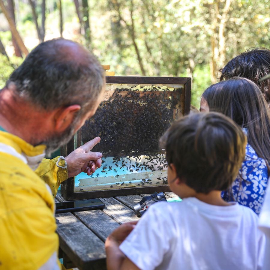 Palestra: O mundo das abelhas e a sua importância