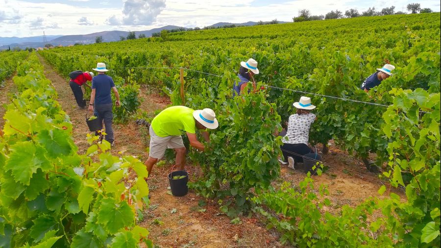 Caminhar no Douro e festa com vindima