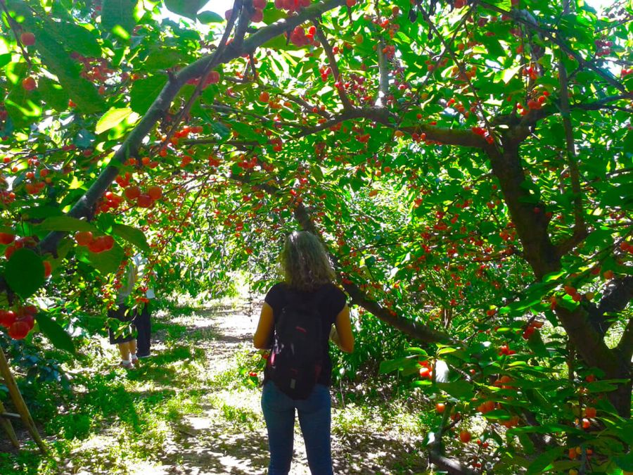 Vamos caminhar e apanhar Cerejas no Fundão - 29 de Junho de 2025     