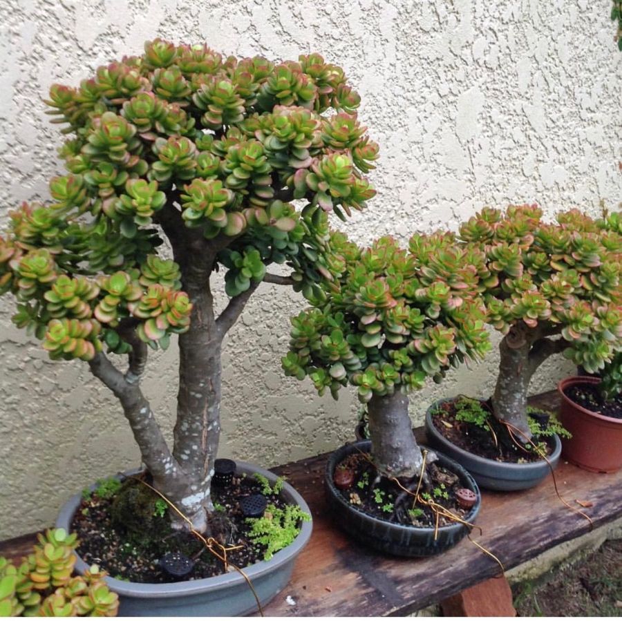 OFICINA DE PLANTAS - trabalhar uma suculenta grande dimensão como um bonsai