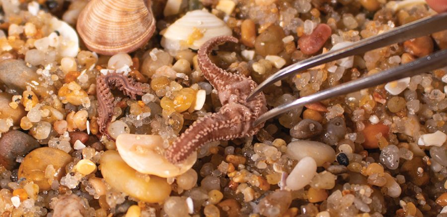 Vem conhecer a biodiversidade marinha!