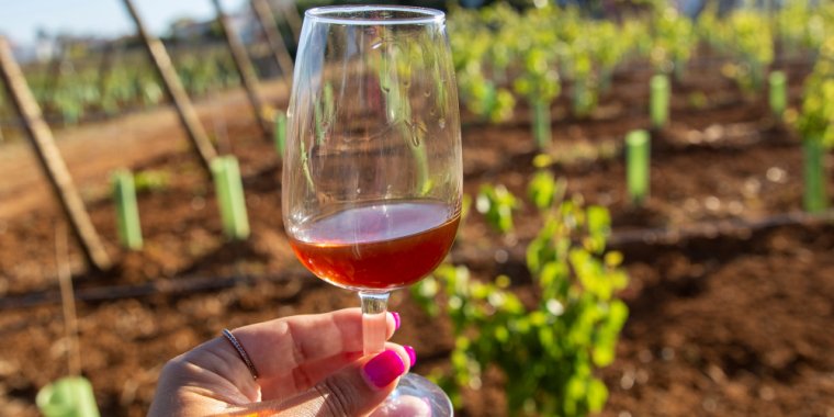Prova de vinhos das Regiões Demarcadas de Bucelas, Carcavelos e Colares