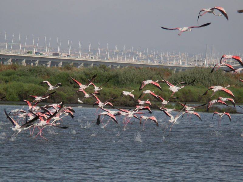 Caminhando com Flamingos
