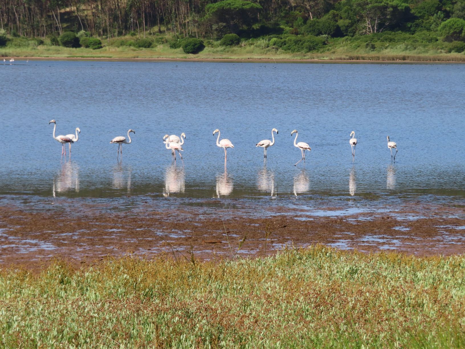 Na Rota das Aves da Lagoa de Óbidos