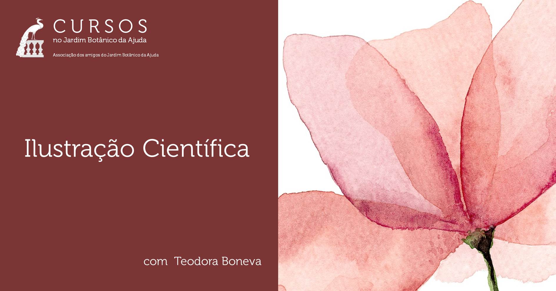 Ilustração científica | Aguarela - Botânica