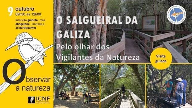 Salgueiral da Galiza pelo olhar dos Vigilantes da Natureza