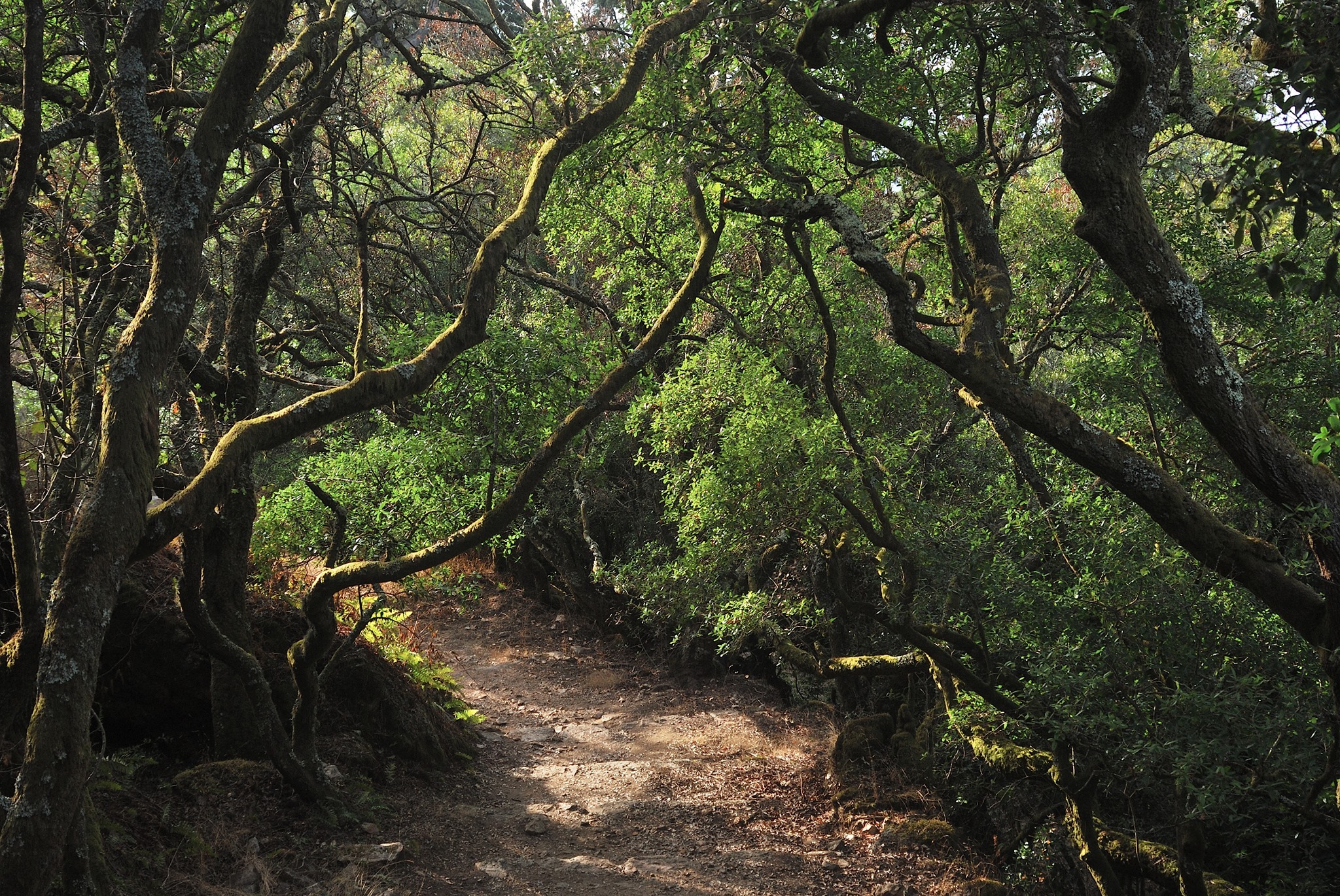 Semana da Floresta Autóctone