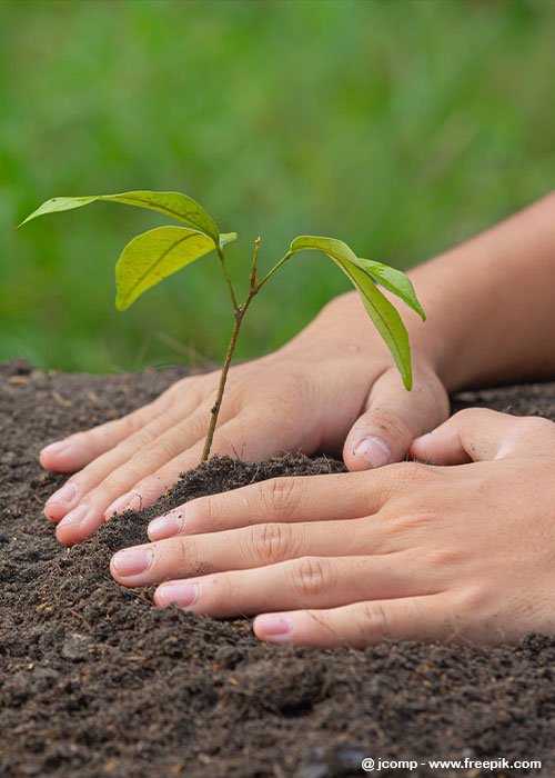 Plante Uma Árvore Com o Seu Filho, Por um Futuro Mais Puro!