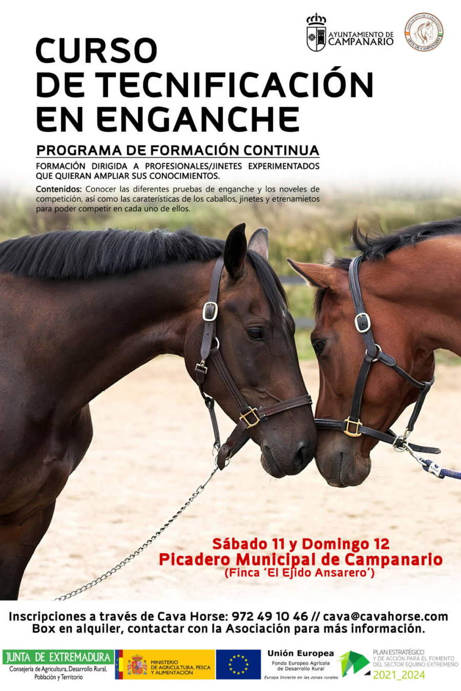 Clinic | Iniciación doma para enganche de caballos