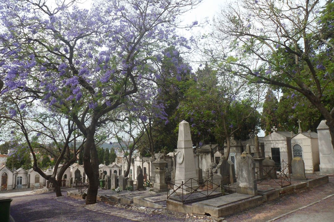 Lisboa vista de cima – Do Cemitério dos Prazeres ao Bairro do Alvito | CAMINHADA CULTURAL