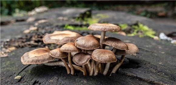 Ciclo Passeios de Natureza - À descoberta dos melhores cogumelos