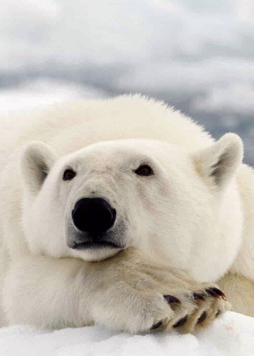 Documentário Sobre o Urso Polar