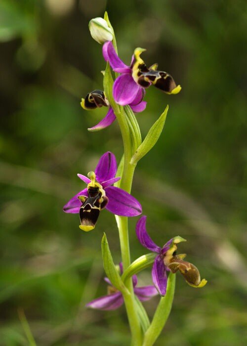 Observação e Identificação de Orquídeas Silvestres
