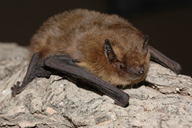 Morcegos: Biologia e Amostragem