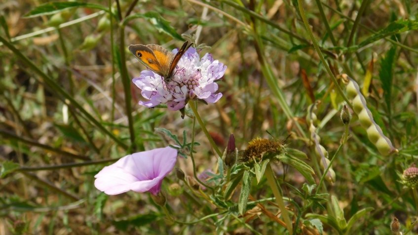 Biodiversidade na Ponta dos Dedos – Ciclo de atividades