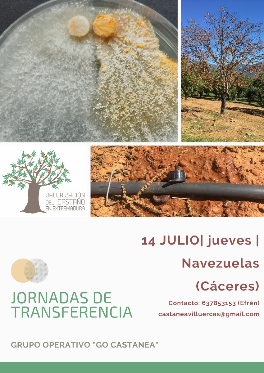  Jornada de transferencia del Grupo Operativo Go Castanea. Navezuelas (Cáceres) 14 de julio de 2022