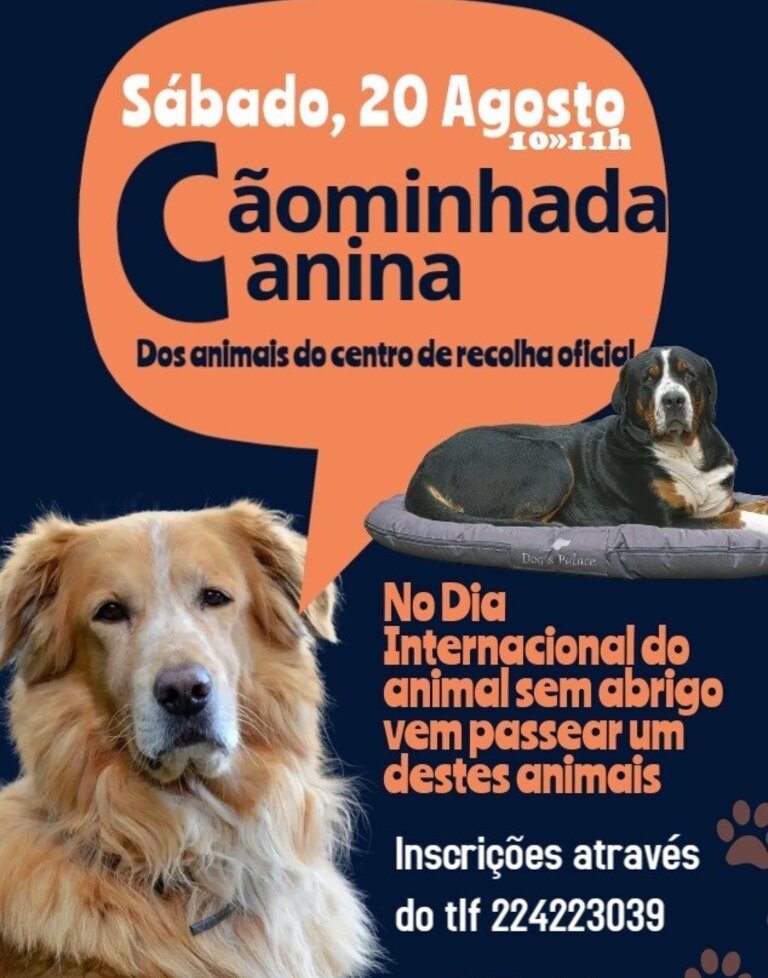 Dia Internacional do Animal Sem Abrigo