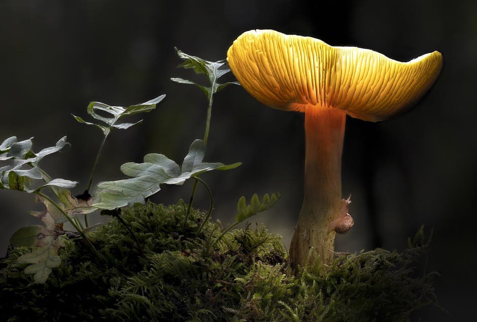 Exposição 'Olhares sobre a Biodiversidade'