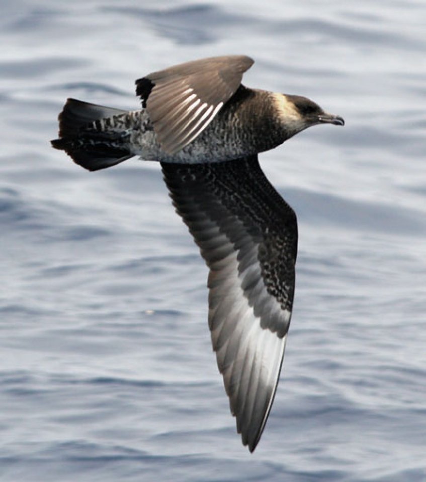 Workshop de observação de Aves Marinhas