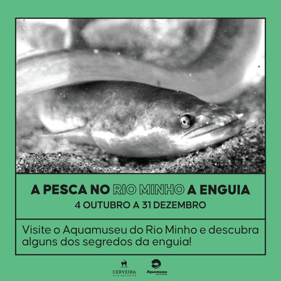 Exposição: “A ENGUIA: DO MAR DOS SARGAÇOS PARA O RIO MINHO”