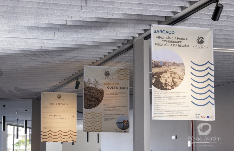 Exposição: 'Sargaço: ontem, hoje e amanhã'