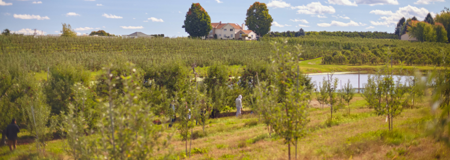 La huerta ecológica