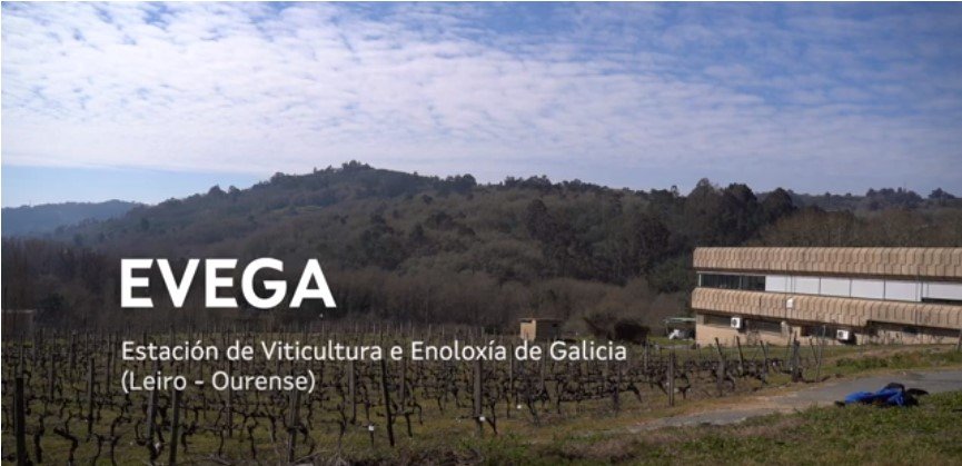 Entrevista con Emilia Díaz Losada, investigadora na EVEGA, sobre o seu labor no eido da viticultura.