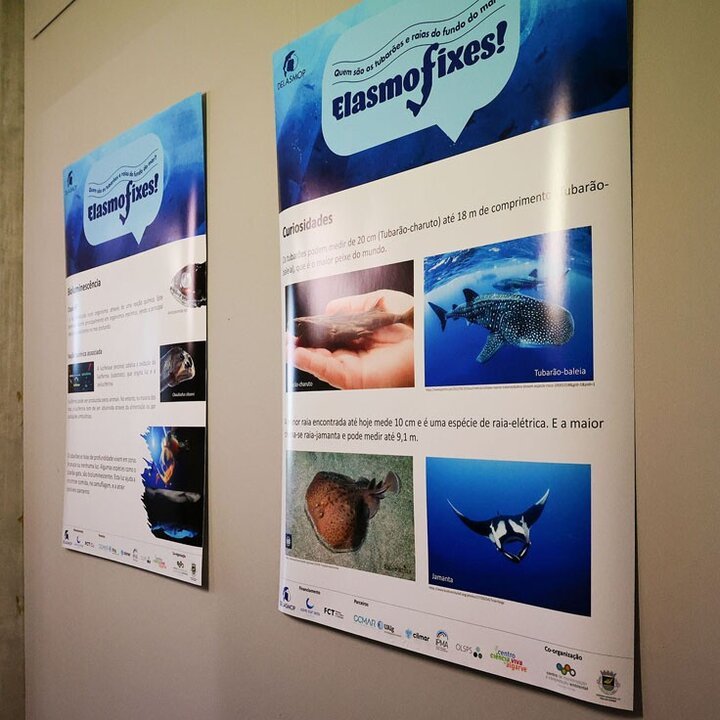Conservação dos tubarões e raias do fundo do mar em exposição no CMIA