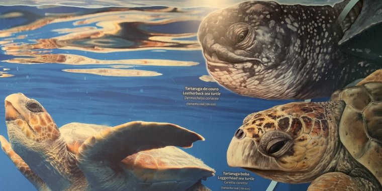 'Desenhar Vidas do Mar - Truques e Técnicas', workshop por Nuno Farinha, biólogo e ilustrador científico