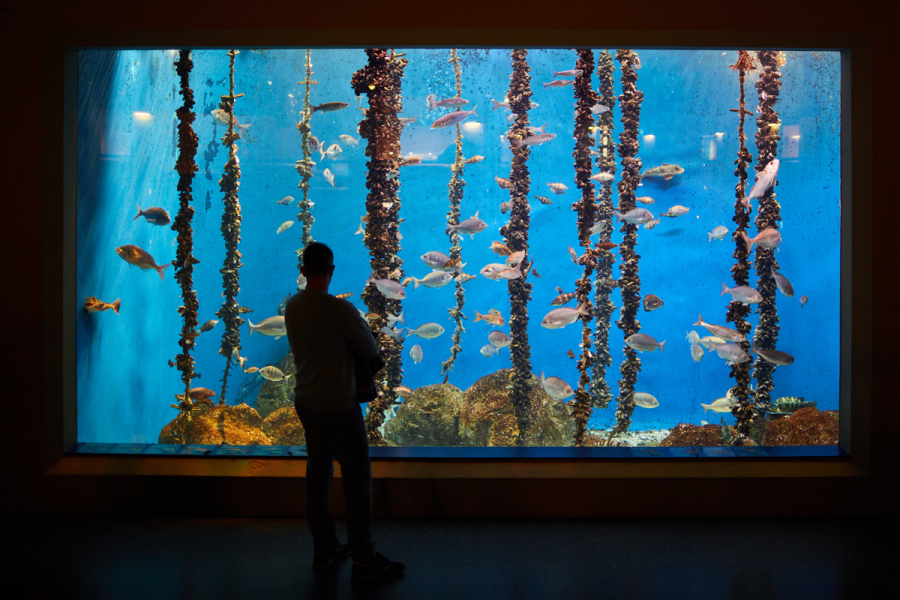 Vixésimo cuarto aniversario do Aquarium Finisterrae