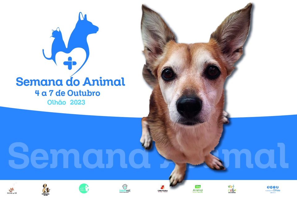 Dog paper 'Caminho das Lendas'