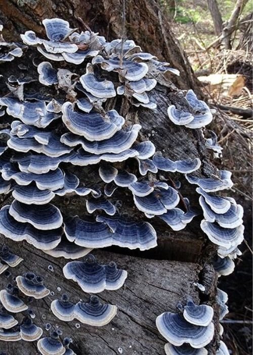 Fantástico Mundo dos Cogumelos