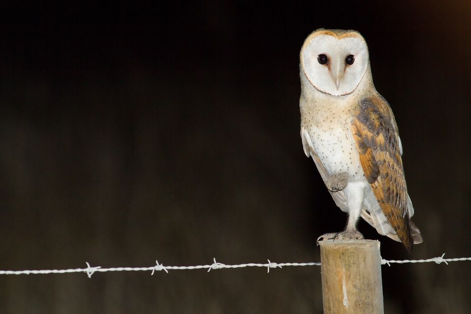 Aves Noturnas | Percurso de observação da biodiversidade