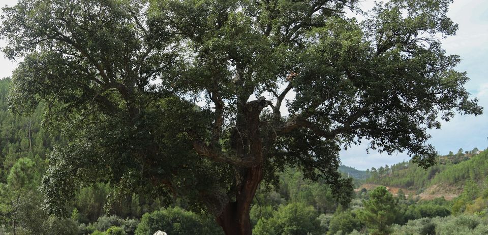 Café de Ciência 'Conversas botânicas: da Floresta à árvore'