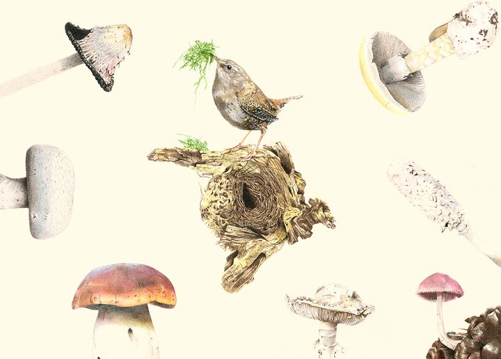 'Pássaros e Cogumelos' de Joana Gama