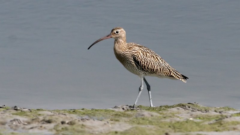 Workshop de fotografia de aves