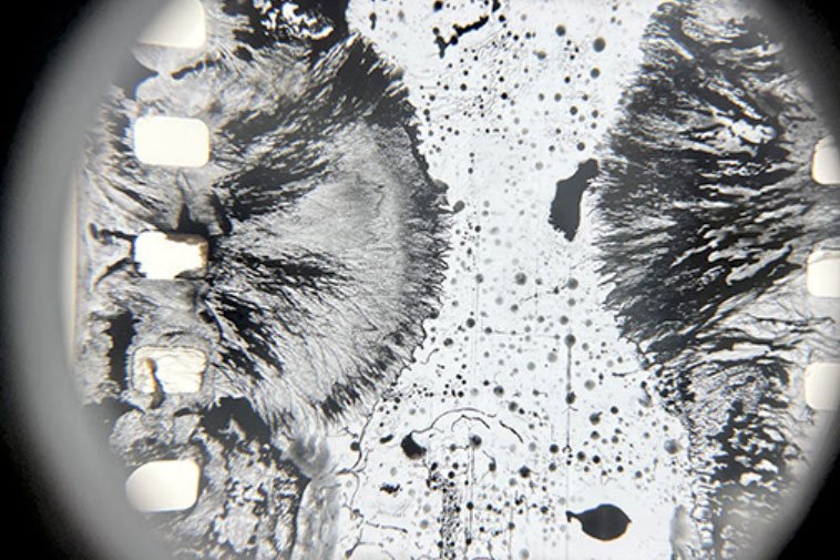 Micología. Ser hongo. Revelaciones simbióticas. Fundación Cerezales