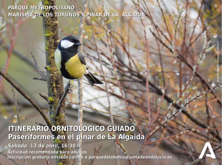 Ruta Ornitologica guiada por el Pinar de La Algaida