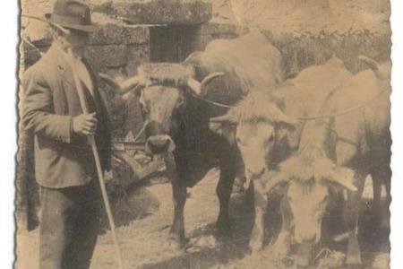 INAUGURAÇÃO DA EXPOSIÇÃO | História da Vaca Jarmelista e do Concurso Pecuário Que Se Promove
