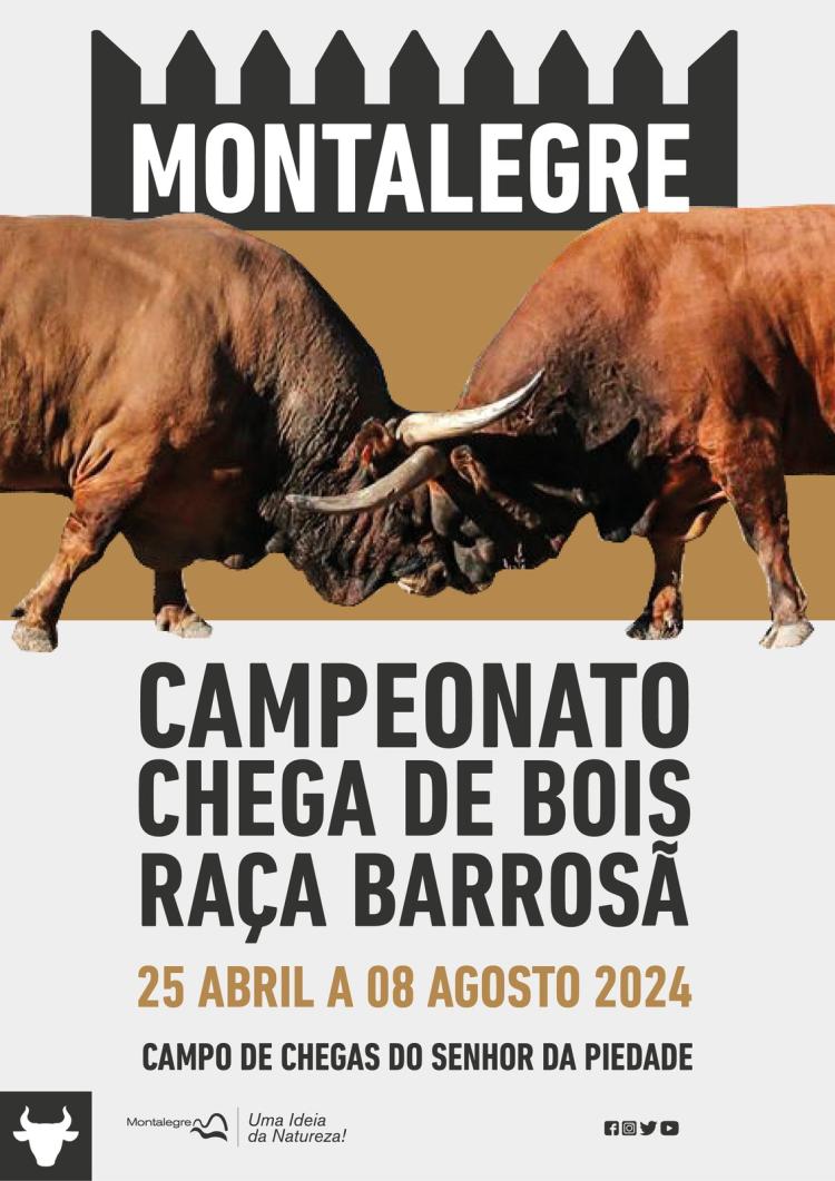 Montalegre | Torneio de Chegas de Bois de Raça Barrosã 2024